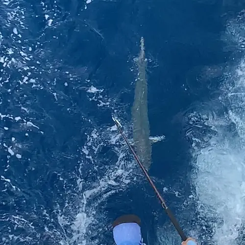 A Kingfish caught aboard the Double Threat on a Miami fishing charter