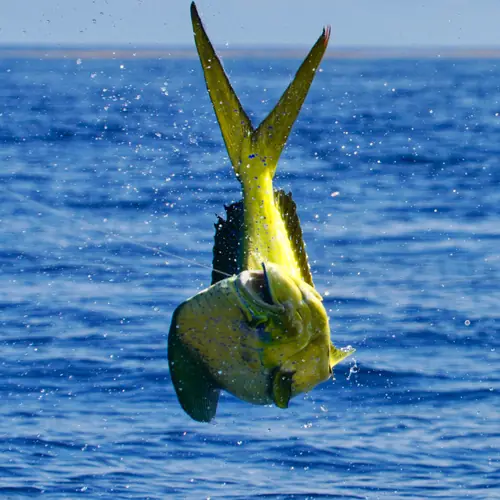 A Mahi caught aboard the Double Threat on a Miami fishing charter