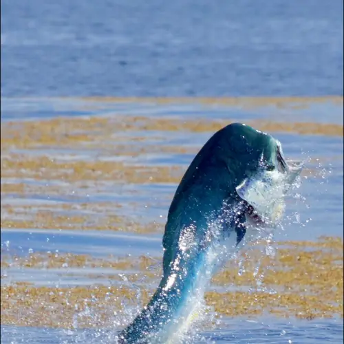 A Mahi caught aboard the Double Threat on a Miami fishing charter