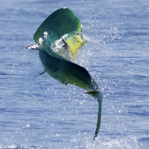 A Mahi caught aboard the Double Threat on a Miami fishing charter