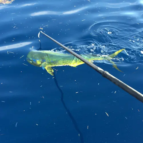 A Mahi caught aboard the Double Threat on a Miami fishing charter