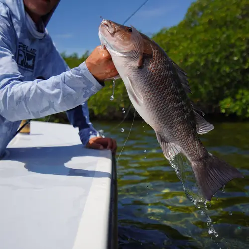 A Mangrove Snapper caught aboard the Double Threat on a Miami fishing charter
