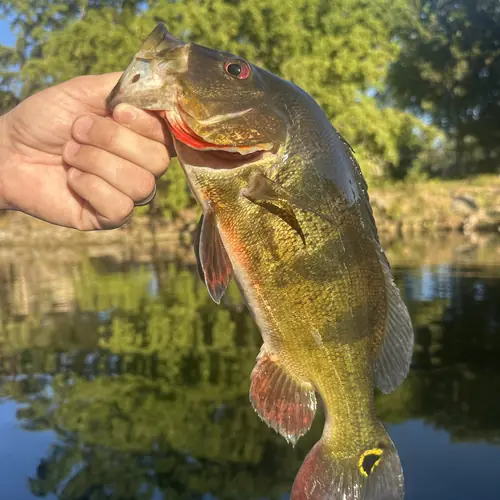 A Peacock Bass caught aboard the Double Threat on a Miami fishing charter