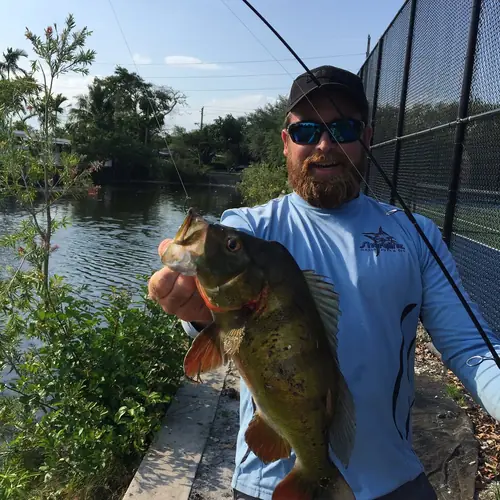 A Peacock Bass caught aboard the Double Threat on a Miami fishing charter