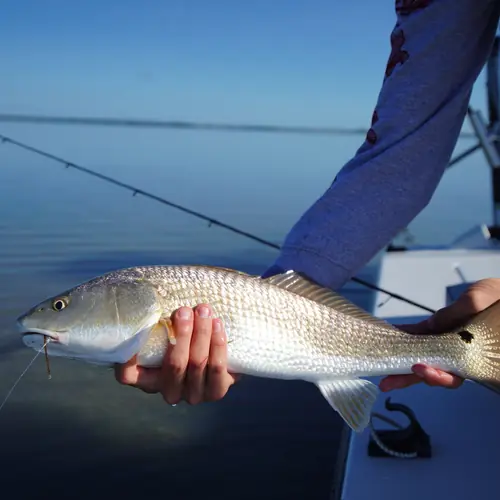 A Redfish caught aboard the Double Threat on a Miami fishing charter