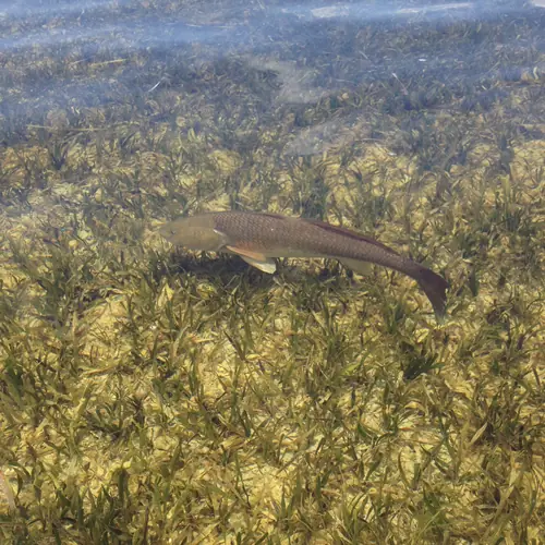 A Redfish caught aboard the Double Threat on a Miami fishing charter