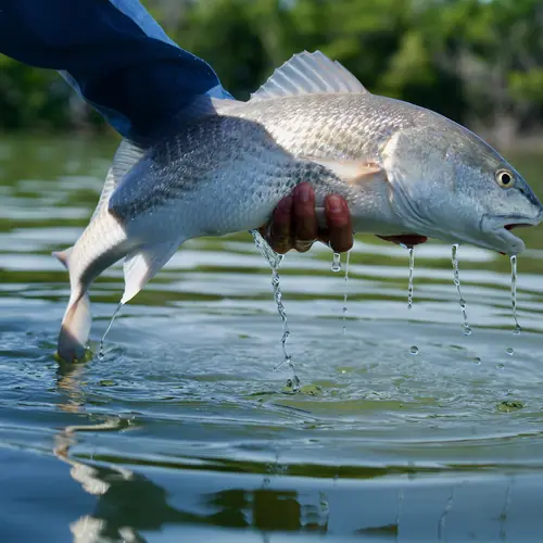 A Redfish caught aboard the Double Threat on a Miami fishing charter