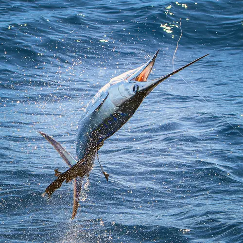 A Sailfish caught aboard the Double Threat on a Miami fishing charter