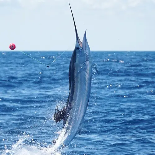 A Sailfish caught aboard the Double Threat on a Miami fishing charter