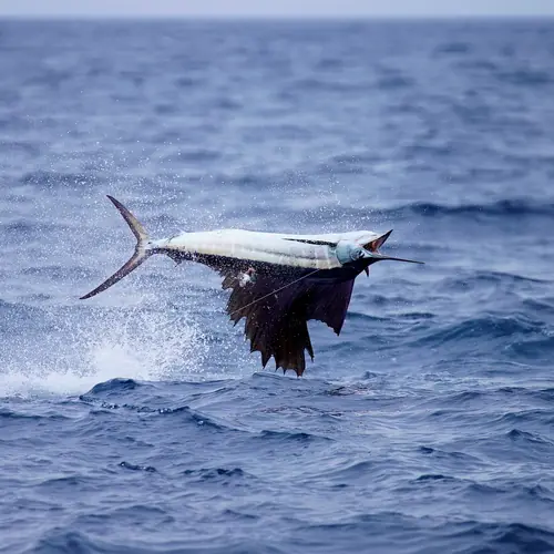 A Sailfish caught aboard the Double Threat on a Miami fishing charter