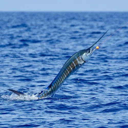A Sailfish caught aboard the Double Threat on a Miami fishing charter