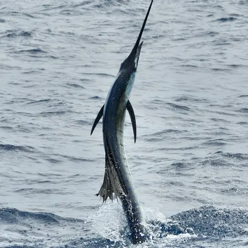 A Sailfish caught aboard the Double Threat on a Miami fishing charter