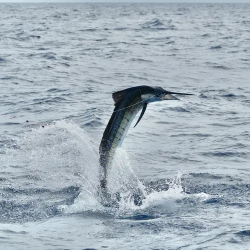 A Sailfish caught aboard the Double Threat on a Miami fishing charter