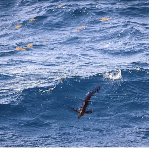A Sailfish caught aboard the Double Threat on a Miami fishing charter
