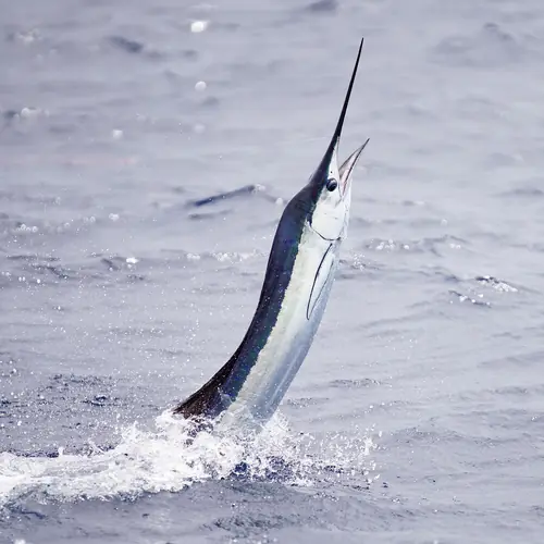 A Sailfish caught aboard the Double Threat on a Miami fishing charter