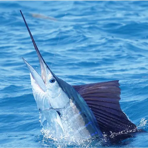 A Sailfish caught aboard the Double Threat on a Miami fishing charter