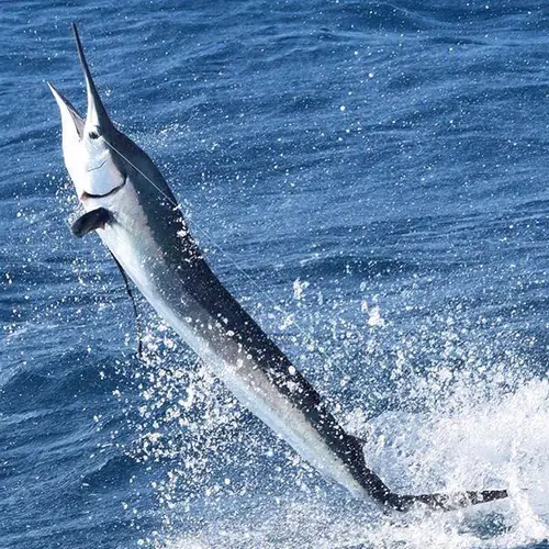 A Sailfish caught aboard the Double Threat on a Miami fishing charter