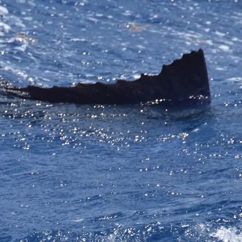 A Sailfish caught aboard the Double Threat on a Miami fishing charter