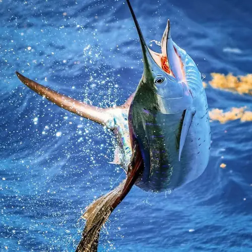 A Sailfish caught aboard the Double Threat on a Miami fishing charter