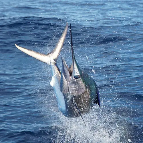 A Sailfish caught aboard the Double Threat on a Miami fishing charter
