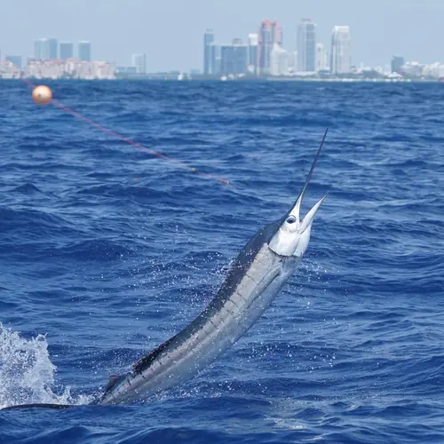 A Sailfish caught aboard the Double Threat on a Miami fishing charter