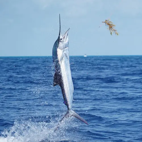 A Sailfish caught aboard the Double Threat on a Miami fishing charter