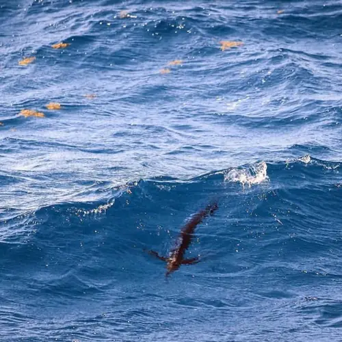 A Sailfish caught aboard the Double Threat on a Miami fishing charter