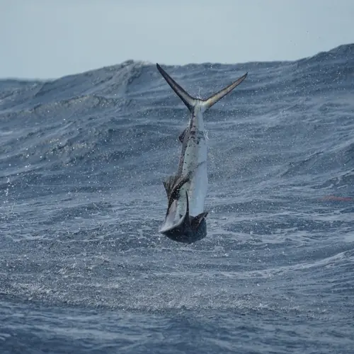 A Sailfish caught aboard the Double Threat on a Miami fishing charter