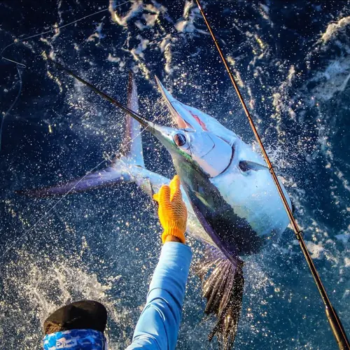 A Sailfish caught aboard the Double Threat on a Miami fishing charter