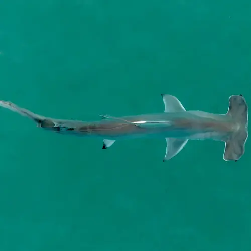 A Shark caught aboard the Double Threat on a Miami fishing charter