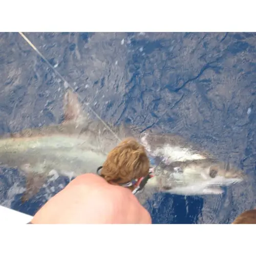 A Shark caught aboard the Double Threat on a Miami fishing charter