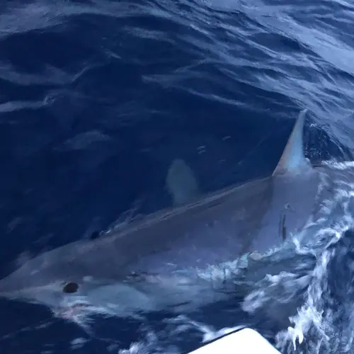 A Shark caught aboard the Double Threat on a Miami fishing charter