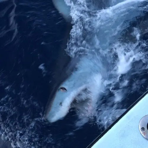 A Shark caught aboard the Double Threat on a Miami fishing charter