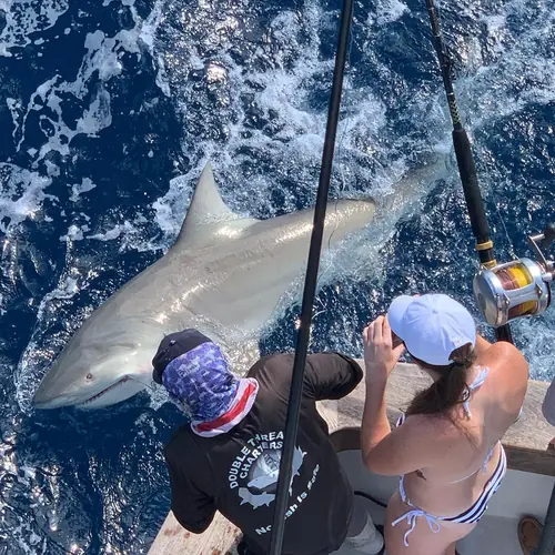 A Shark caught aboard the Double Threat on a Miami fishing charter