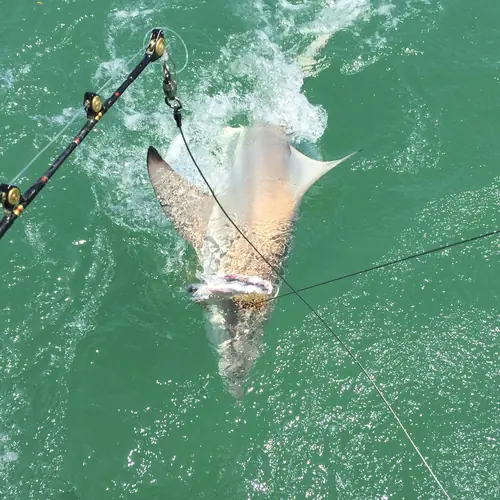 A Shark caught aboard the Double Threat on a Miami fishing charter