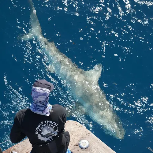 A Shark caught aboard the Double Threat on a Miami fishing charter