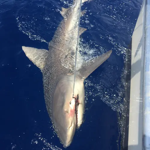 A Shark caught aboard the Double Threat on a Miami fishing charter