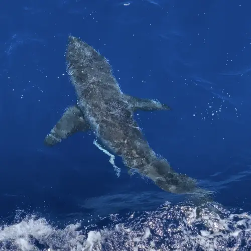 A Shark caught aboard the Double Threat on a Miami fishing charter