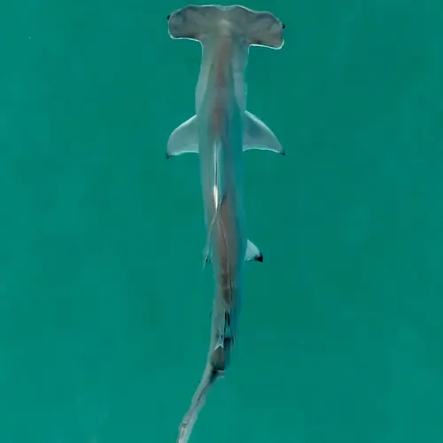 A Shark caught aboard the Double Threat on a Miami fishing charter