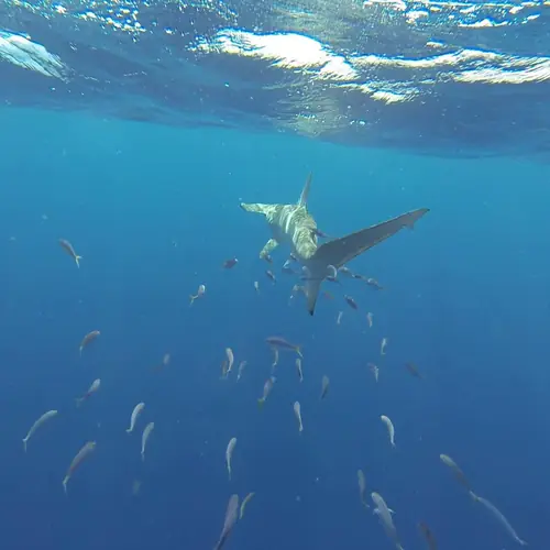 A Shark caught aboard the Double Threat on a Miami fishing charter