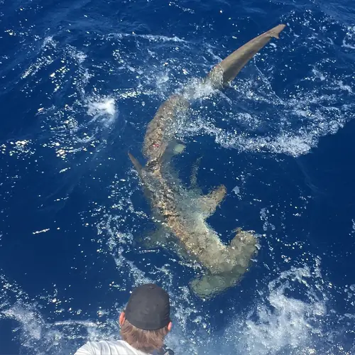 A Shark caught aboard the Double Threat on a Miami fishing charter