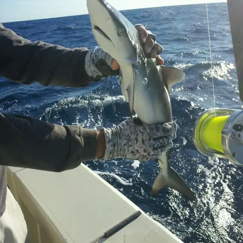 A Shark caught aboard the Double Threat on a Miami fishing charter