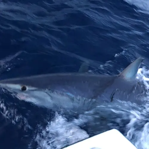 A Shark caught aboard the Double Threat on a Miami fishing charter
