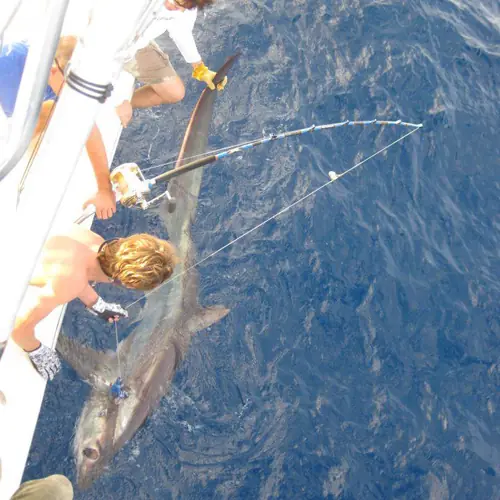 A Shark caught aboard the Double Threat on a Miami fishing charter