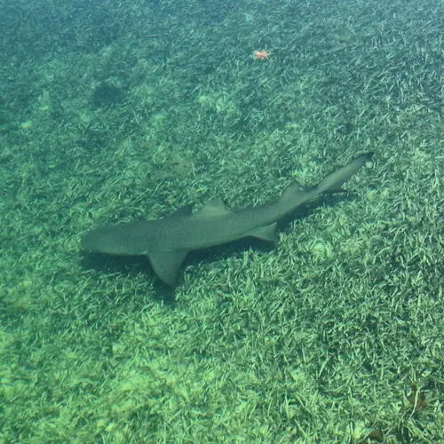 A Shark caught aboard the Double Threat on a Miami fishing charter