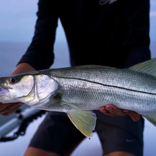 A Snook caught aboard the Double Threat on a Miami fishing charter