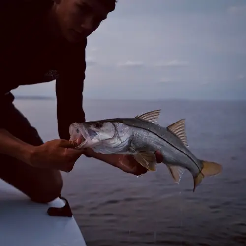 A Snook caught aboard the Double Threat on a Miami fishing charter