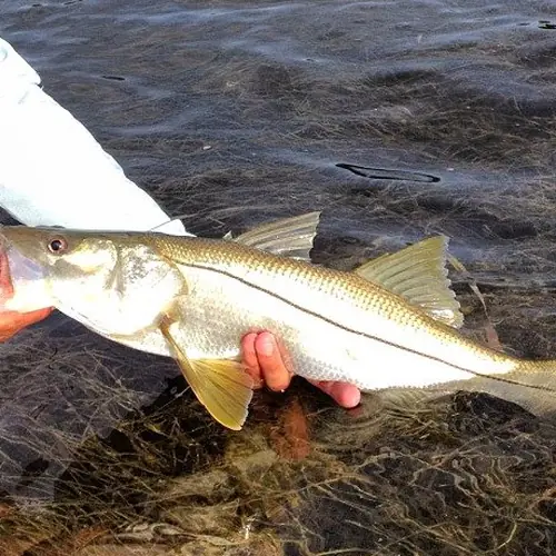 A Snook caught aboard the Double Threat on a Miami fishing charter