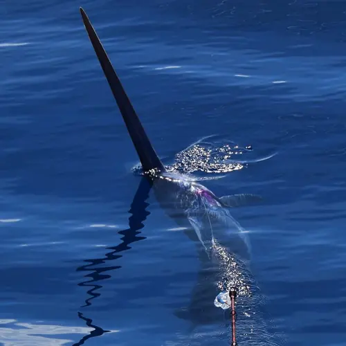 A Swordfish caught aboard the Double Threat on a Miami fishing charter