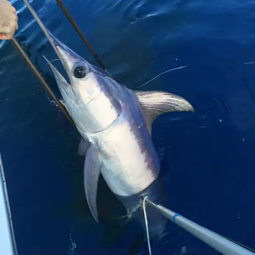 A Swordfish caught aboard the Double Threat on a Miami fishing charter